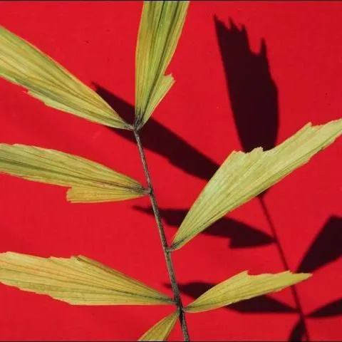 thumbnail for publication: Iron Deficiency in Palms